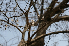 Dalbergia paniculata